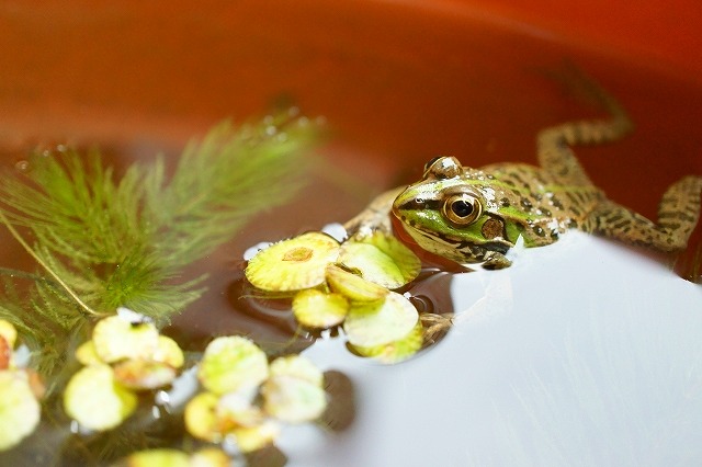 水槽の中の蛙